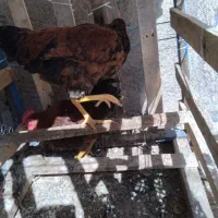 مرغ خروس
