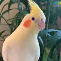 عروس هلندی 3ماه بازی گوش