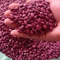 لوبیا، نخود، عدس، لوبیا چیتی