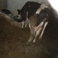 سلام ۱عدد گاوشیری سیمینتال شکم سوم
