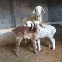 میش شالی بادوتا بره نر