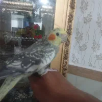 7ماه
