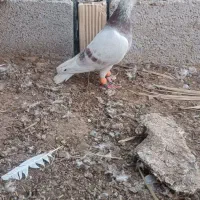 کبوتر|پرنده|چغادک, |دیوار