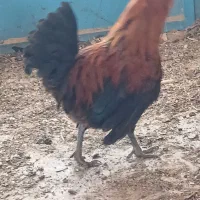 مرغ وخروس جوان گلین گردن لخت