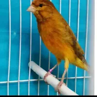 قناری مرغ عشق عروس فنچ کوتوله قفس