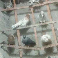 کبوتر|پرنده|کوهسار (البرز), |دیوار