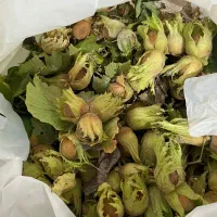 فندق خام تازه