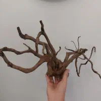 چوب آبنوس