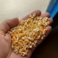 ذرت خرد شده برزیل بدن آرد