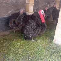 بوقلمون ومرغ لاری
