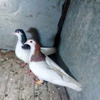 کفتر کبوتر طوقی  خال دمبی