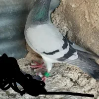 کفتر سبز روزگاری
