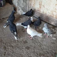 کبوتر ۹ عدد اشعل دم سفید با کوهی دم سفید