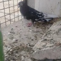 کفتر