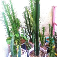 چند نوع گل طبیعی و کاکتوس
