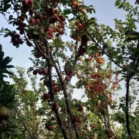 کود شیمیایی سفید اوره گرانول