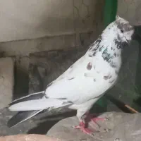 کفتر شمرونی اصیل پرش سنگین تضمینی