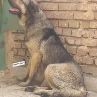 سگ عراقی پژدر سرابی ماده نگهبان ۲ساله