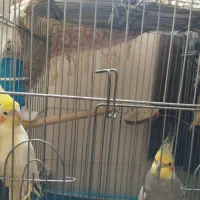 عروس هلندی