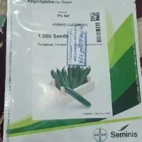 فروش بذر پی اس 547 سمینیس