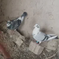کفتر کبوتر