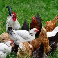 فروش وخریداری مرغ و خروس غاز و بوقلمون اردک جوجه