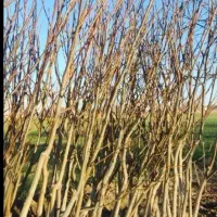 فروش نهال گردو پوست کاغذی ۴ ساله