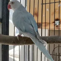 طوطی ملنگو ماده اپال آبی