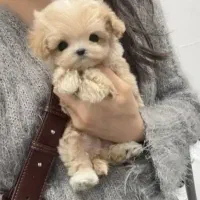 توله سگ 3700 تومانی بلاا