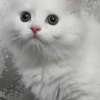 گربه اسکاتیش بریتیش موبلند جذاب سفید (موجودی محدود