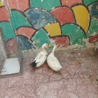 اردک|حیوانات مزرعه|تهران, یافت آباد جنوبی|دیوار