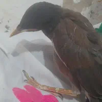جوجه مینا