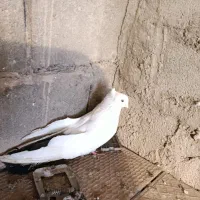 کبوتر|پرنده|مرند, |دیوار