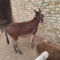 خر یا الاغ ماده و کره اسب ماده