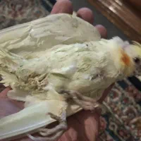عروس هلندی رایگان