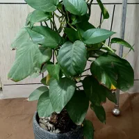 گل و گیاه