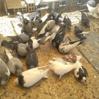 تعدادی کبوتر فروشی