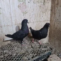 کبوتر زاغ دم سفید