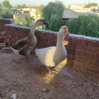 قوغازنروماده اکراینی یکساله