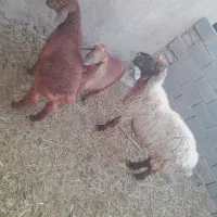 میش زاید