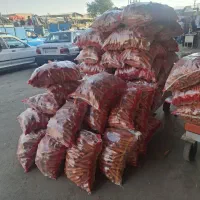 فروش هویج ب صورت عمده