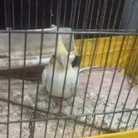عروس هلندی