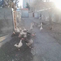 قوغاز