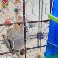 عروس هلندی ماده مولد