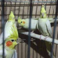 عروس هلندی و طوطی کوتوله برزیلی