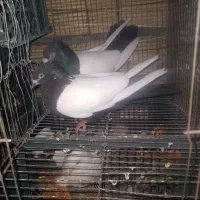 کبوتر سرته