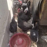 مرغ خونگی  تخم گذار  (گلپایگانی)