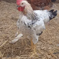 مرغ و خروس