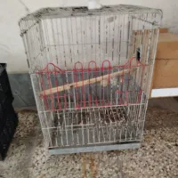 قفس
