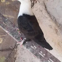 کلاغ کربلایی کله سفید